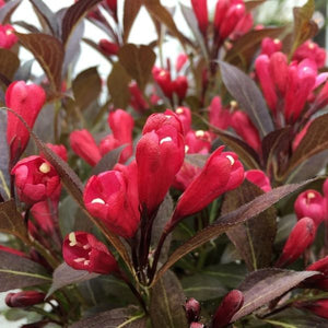 Electric Love&reg; Weigela - Nature Hills Nursery - #2 Container - 