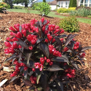 Electric Love&reg; Weigela - Nature Hills Nursery - #2 Container - 