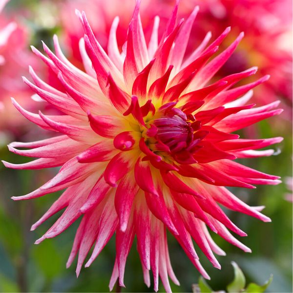 Electric Flash Dahlia Bloom