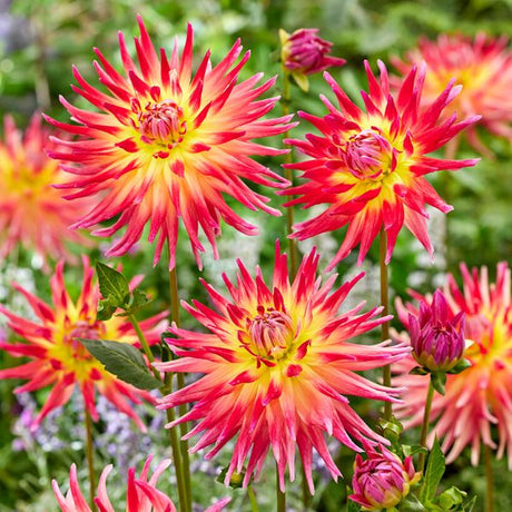 Electric Flash Dahlia Blooms