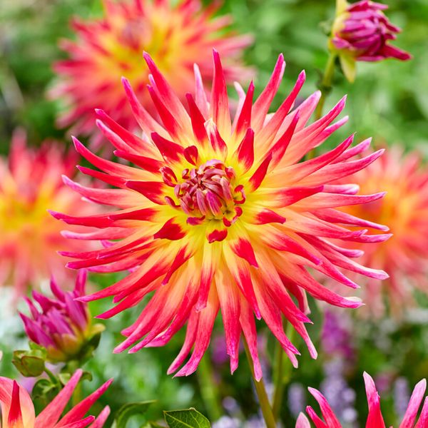 Electric Flash Dahlia Bloomed