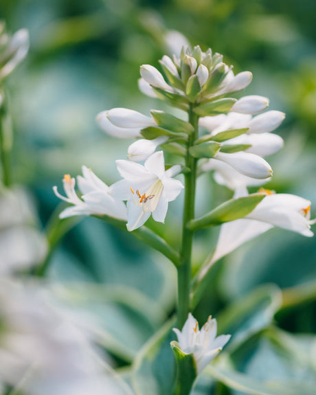 White hosta flowers in bloom on a tall green spike, showing open star-shaped petals with yellow stamens.
