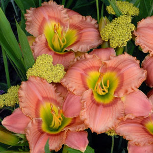 Elegant Candy Daylily (Hemerocallis 'Elegant Candy'), a perennial featuring pink flowers and perennial.