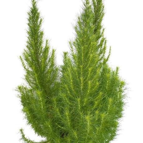 Elegant Feather Eupatorium - Nature Hills Nursery - Quart Container - 