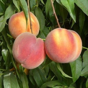 Elegant Lady Peach Tree - Nature Hills Nursery - Paper Pot 4 - 5 Feet - 