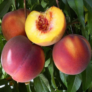 Elegant Lady Peach Tree - Nature Hills Nursery - Paper Pot 4 - 5 Feet - 