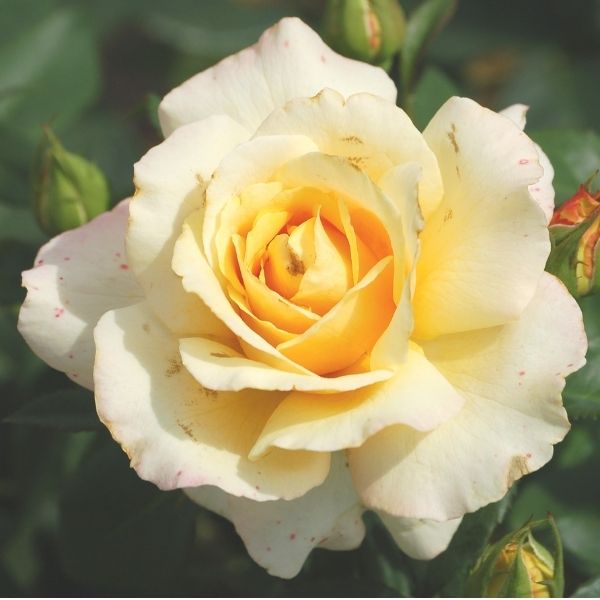 Eleganza&reg; Winter Sun&trade; Hybrid Tea Rose - Nature Hills Nursery - #2 Container - 