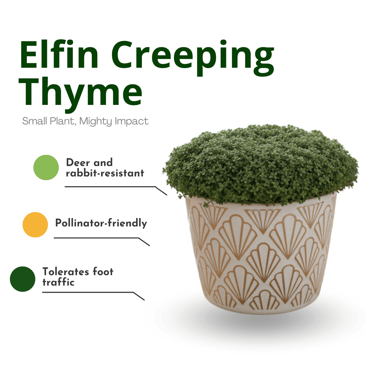Product infographic for Elfin Creeping Thyme, showing a lush green groundcover plant in a decorative white and gold pot. Text highlights its key benefits: Small Plant, Mighty Impact; Deer and rabbit-resistant; Pollinator-friendly; and Tolerates foot traffic.