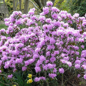 PJM Elite Rhododendron (Rhododendron x 'P.J.M. Elite'), a shrub featuring purple, pink flowers and broad-leaved evergreen.