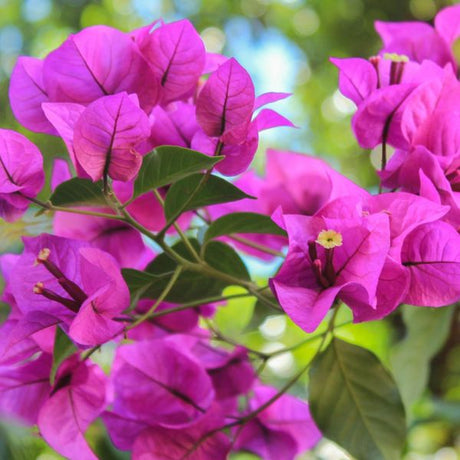 Elizabeth Angus Bougainvillea - Nature Hills Nursery - #5 Container - 