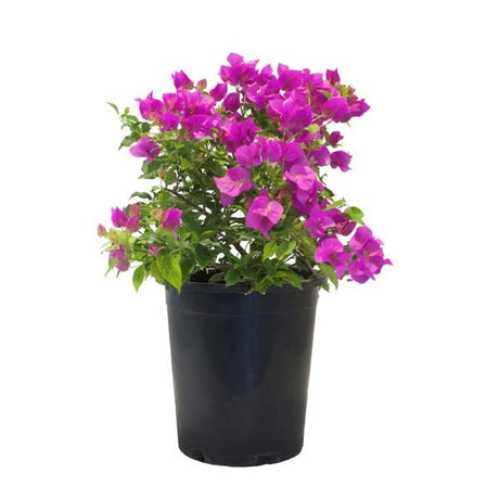 Elizabeth Angus Bougainvillea - Nature Hills Nursery - #5 Container - 