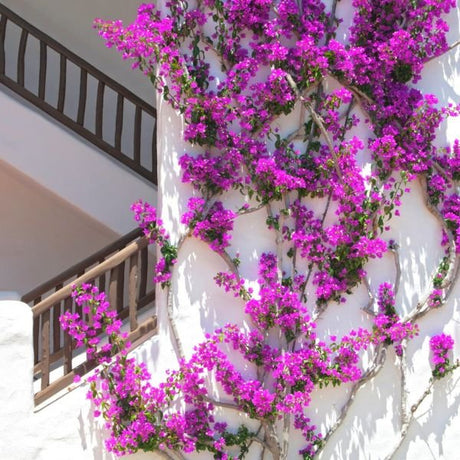 Elizabeth Angus Bougainvillea - Nature Hills Nursery - #5 Container - 