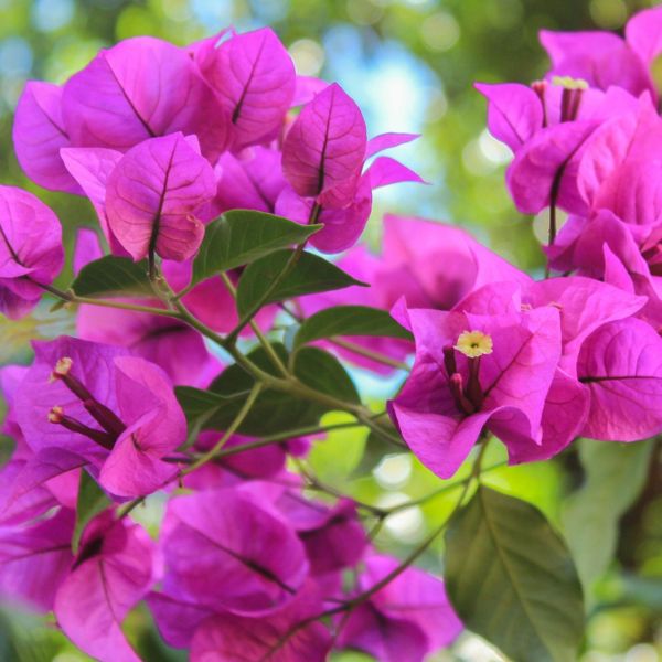 Elizabeth Angus Bougainvillea - Vine - Nature Hills Nursery - 