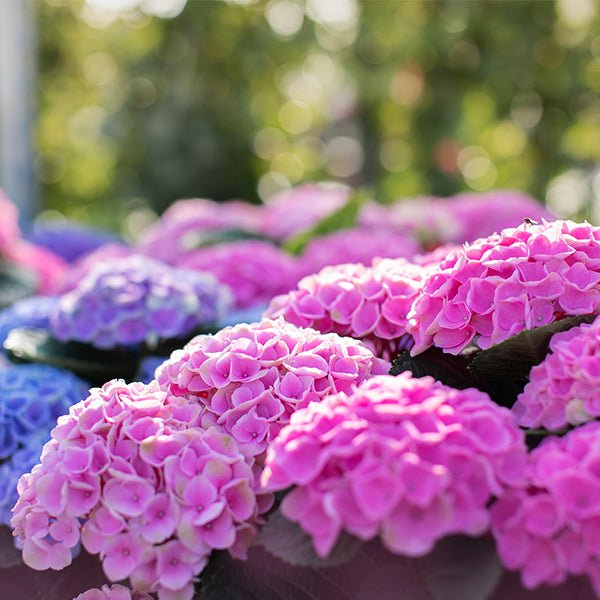 Elizabeth Ashley™ Bigleaf Hydrangea | Buy at NatureHills.com