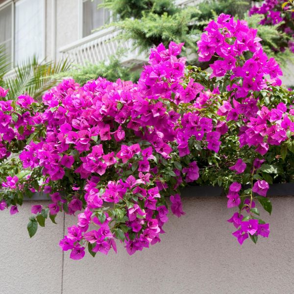 Elizabeth Angus Bougainvillea