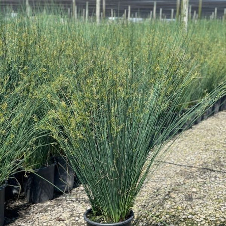 Elk Blue California Gray Rush - Nature Hills Nursery - #5 Container - 