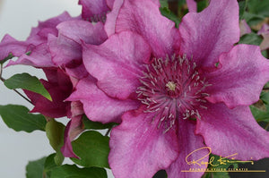 Elodi™ Clematis