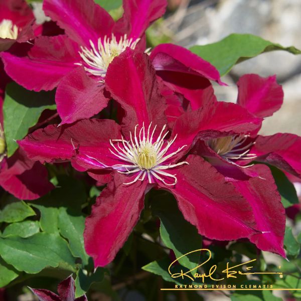 Elpis™ Clematis Blooms