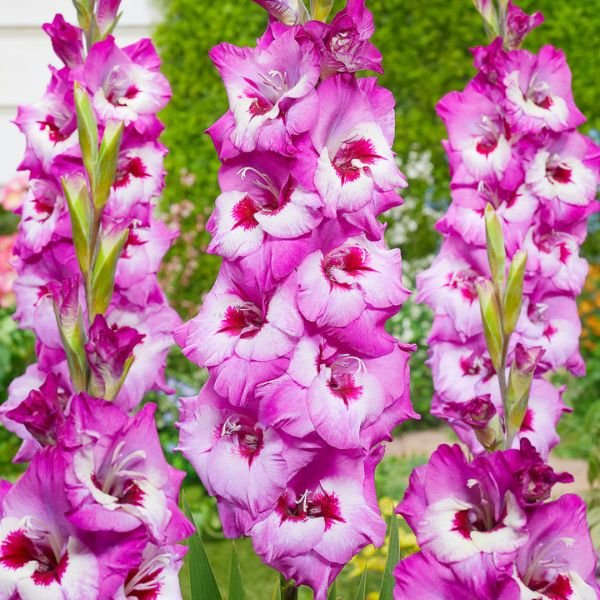 Elvive Gladiolus - Nature Hills Nursery - 12 Pack Bulbs - 