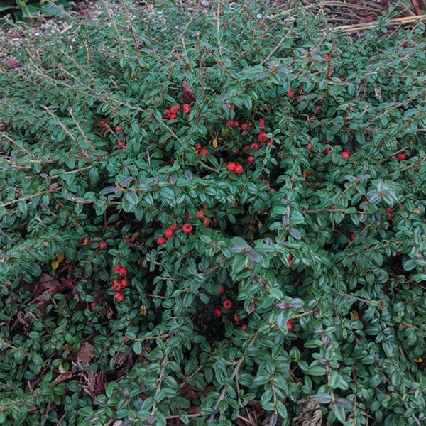 Emerald Beauty&trade; Cotoneaster - Nature Hills Nursery - #1 Container - 