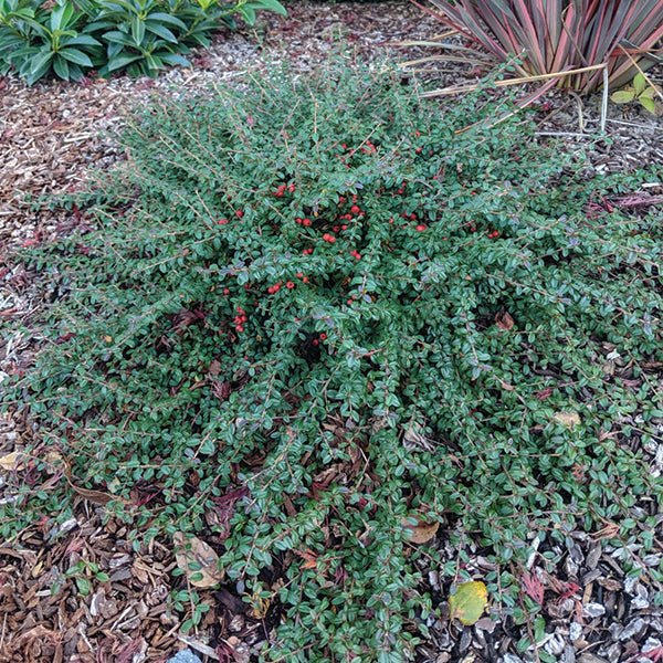 Emerald Beauty&trade; Cotoneaster - Nature Hills Nursery - #1 Container - 