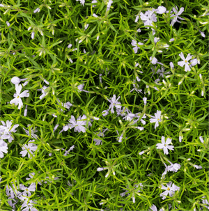 Emerald Blue Creeping Phlox - Perennial - Nature Hills Nursery - 5 Inch Container - 