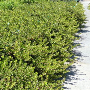Emerald Carpet Manzanita - Nature Hills Nursery - #1 Container - 