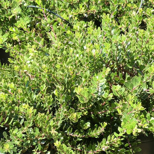 Emerald Carpet Manzanita - Nature Hills Nursery - #1 Container - 