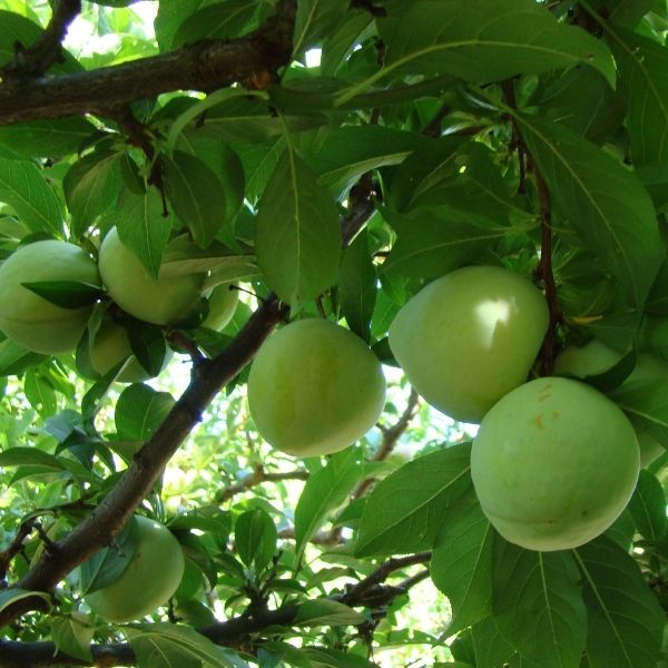Emerald Drop Pluot - Nature Hills Nursery - #3 Container 4 - 5 Feet - 