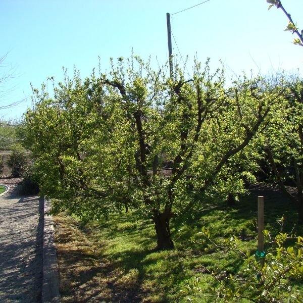 Emerald Drop Pluot - Nature Hills Nursery - #3 Container 4 - 5 Feet - 