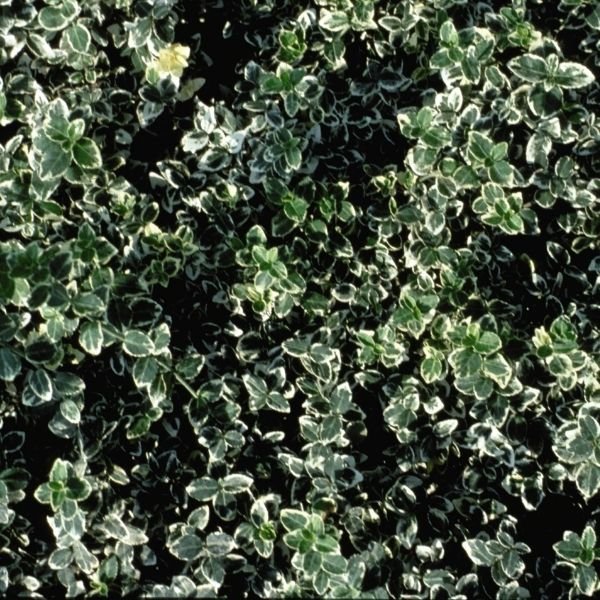 Emerald Gaiety Euonymus: Variegated Foliage | Nature Hills