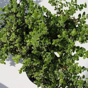 Emerald Gaiety Wintercreeper Euonymus (Euonymus fortunei 'Emerald Gaiety'), a shrub featuring white flowers and broad-leaved evergreen.