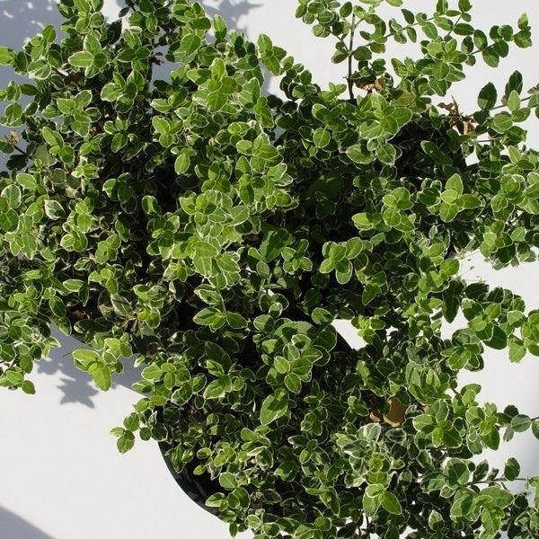 Emerald Gaiety Euonymus: Variegated Foliage