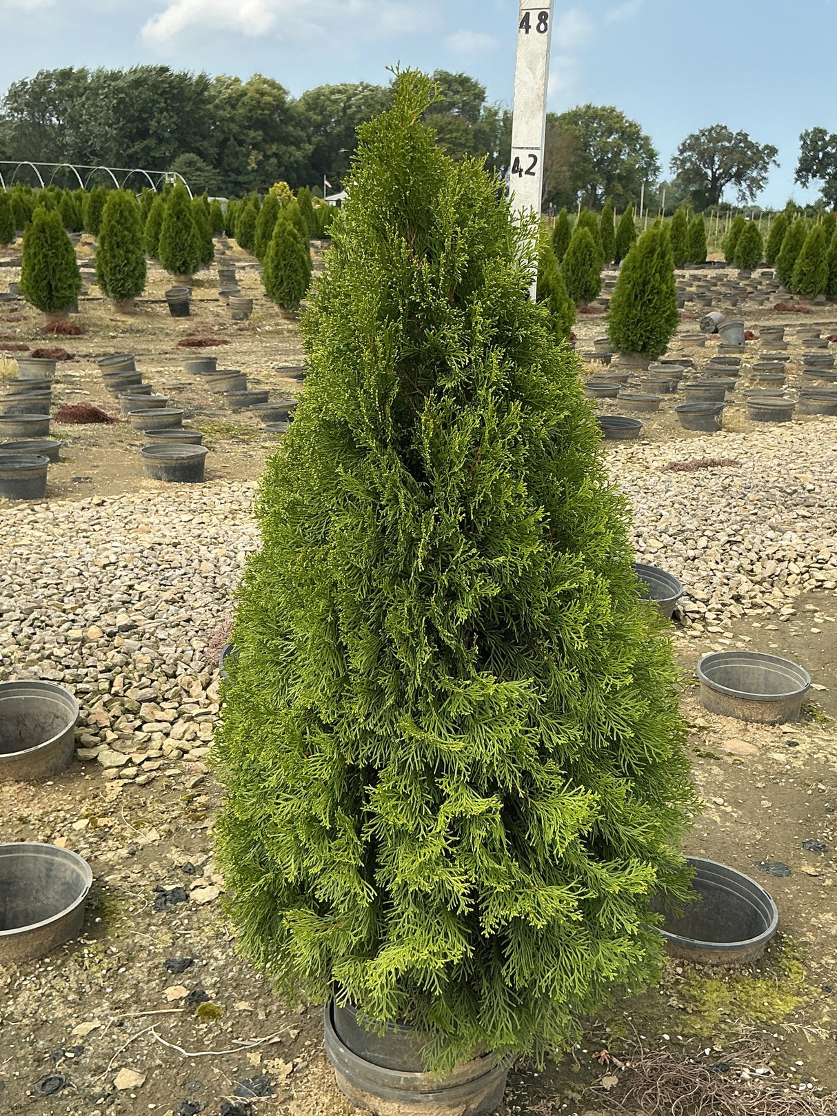 Emerald Green Arborvitae