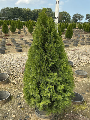 Emerald Green Arborvitae