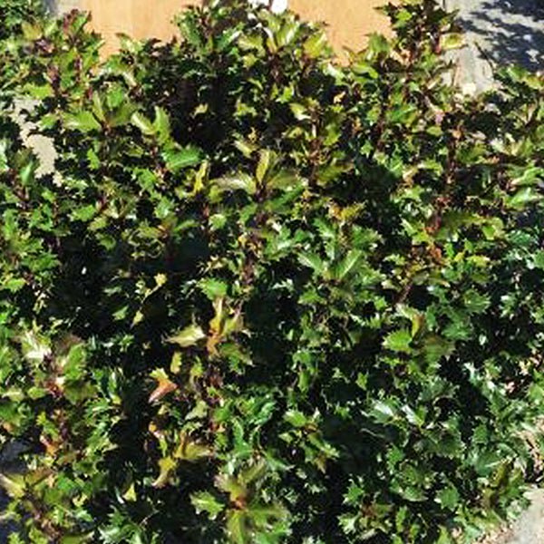 Emerald Magic&reg; Meserve Holly - Nature Hills Nursery - #3 Container - 
