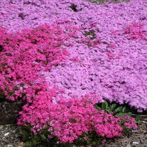 Phlox Emerald Pink