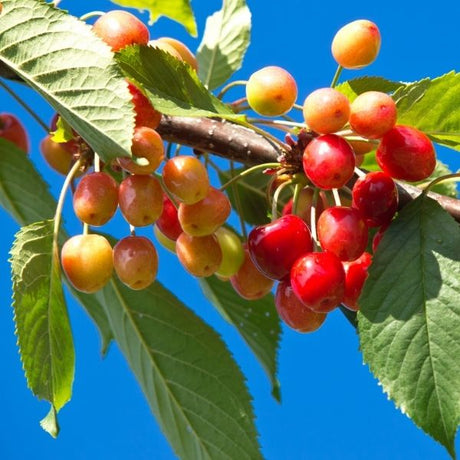 Emperor Francis Sweet Cherry Tree - Nature Hills Nursery - 4 - 5 Feet Bareroot Standard Height - 