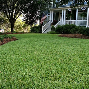 Empire&reg; Zoysiagrass - Nature Hills Nursery - 70 Plug Tray - 