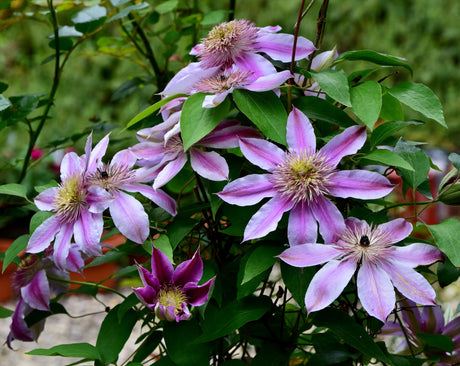 Empress-Clematis