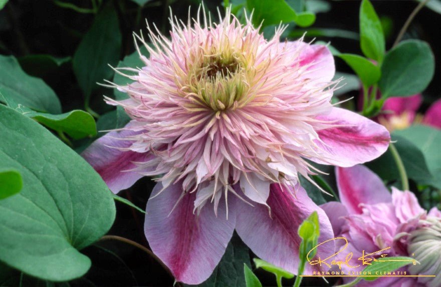Empress™ Clematis | Buy at NatureHills.com