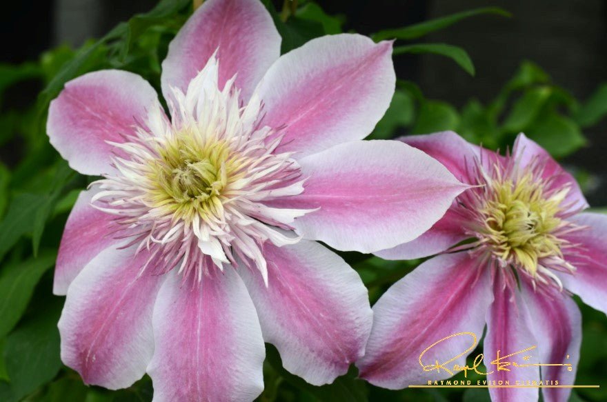 Empress Clematis