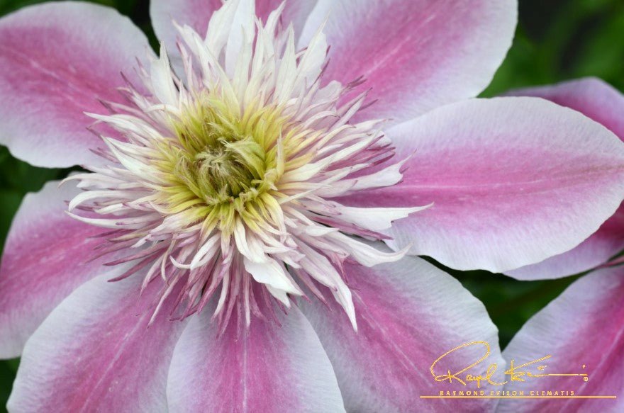 Raymond Evison Empress Clematis - Thumbnail 2