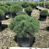 Enci Mugo Pine - Nature Hills Nursery - #3 Container 1 - 2 Feet - 