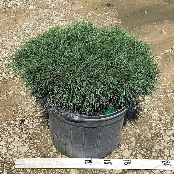 Enci Mugo Pine - Nature Hills Nursery - #3 Container 1 - 2 Feet - 