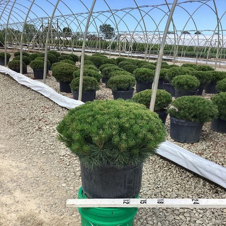 Enci Mugo Pine