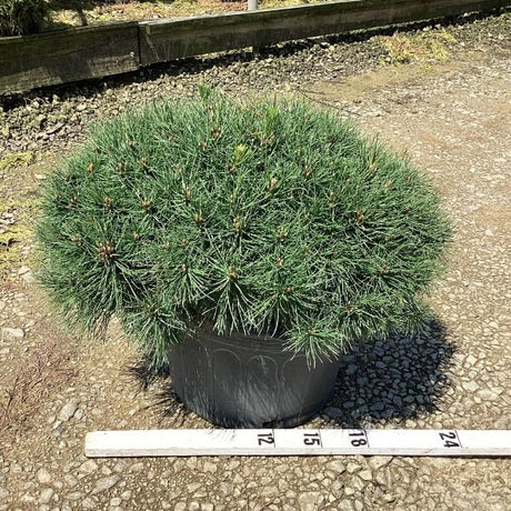 Detail view of Enci Mugo Pine (Pinus mugo 'Enci') showing plant structure and foliage.