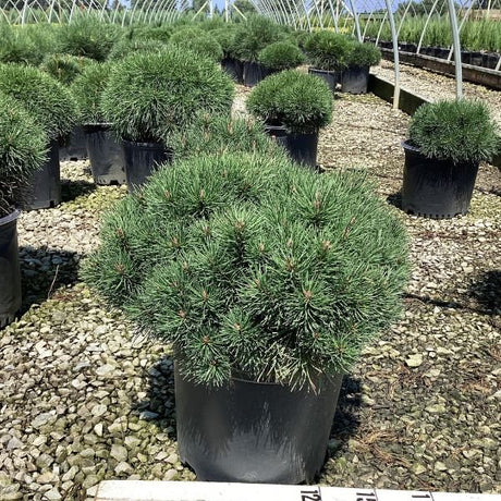 Evergreen foliage of Enci Mugo Pine (Pinus mugo 'Enci') in a garden setting.