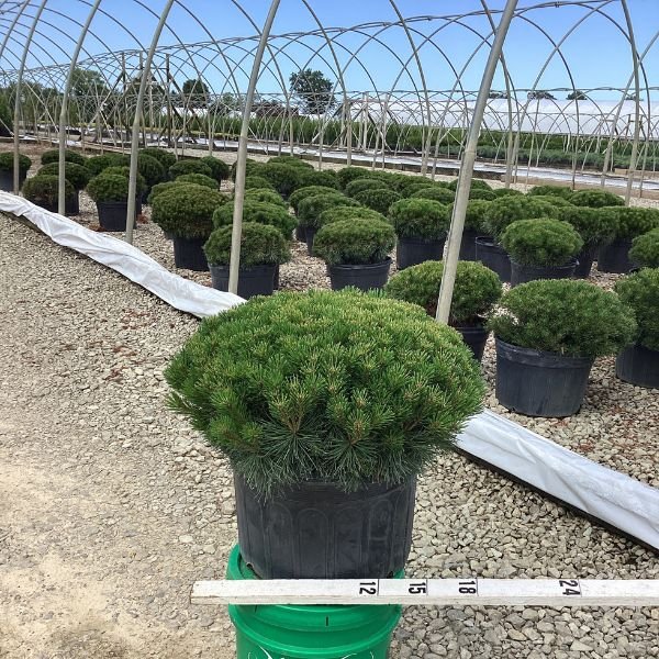 Enci Mugo Pine (Pinus mugo 'Enci') growing in a garden landscape, showing mature shrub form.