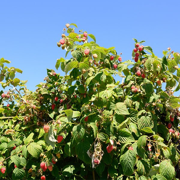 Encore Raspberry Bush - Nature Hills Nursery - #1 Container - 